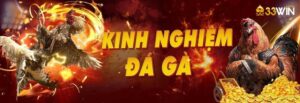 Đá gà Thomo tại nhà cái 33win được nhiều người chơi lựa chọn