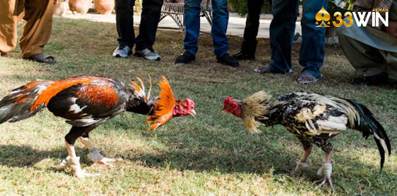 Luật chơi đá gà Thomo diễn ra 5 đến 15 phút