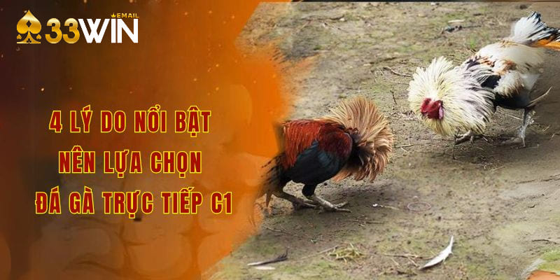 4 lý do nổi bật nên lựa chọn đá gà trực tiếp c1
