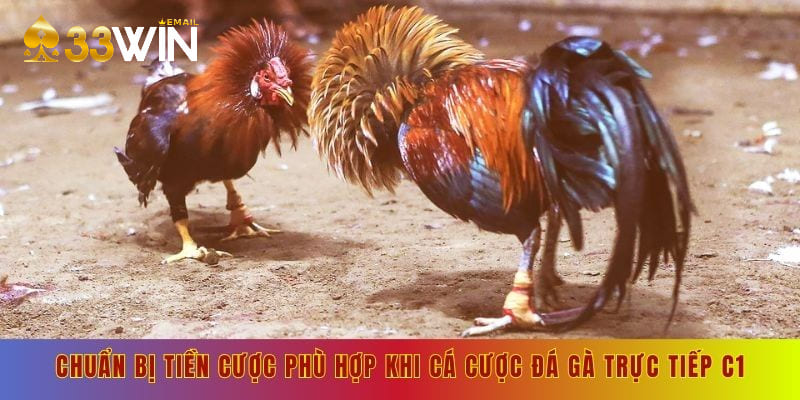 Chuẩn bị tiền cược phù hợp khi cá cược đá gà trực tiếp c1